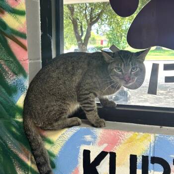 Capone -  American Shorthair Cat for Adoption in Lufkin, Texas - Capone | PetCurious