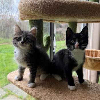 Quatros: Toro -  Domestic Short Hair and Tabby Cat Available for Adoption - Quatros: Toro | PetCurious