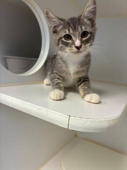 Xaden -  Domestic Short Hair Cat for Adoption in Clarksville, Tennessee - Xaden | PetCurious