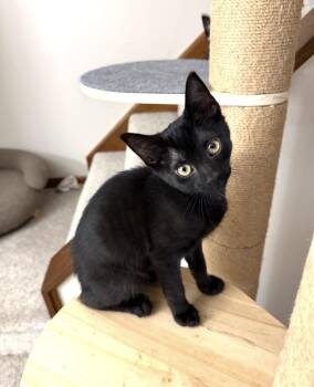 Dilution -  Domestic Short Hair Cat for Adoption in Elyria, Ohio - Dilution | PetCurious