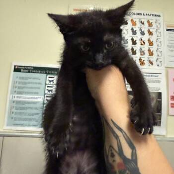 Wizard Kelly -  Domestic Short Hair Cat for Adoption in Chicago, Illinois - Wizard Kelly | PetCurious