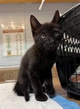 SILAS -  Domestic Short Hair Cat for Adoption in Tallahassee, Florida - SILAS | PetCurious