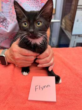 Flynn -  Domestic Short Hair Cat for Adoption in Vancouver, Washington - Flynn | PetCurious