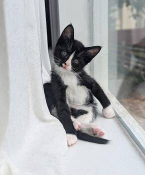 Stack -  Domestic Short Hair Cat for Adoption in Bowie, Maryland - Stack | PetCurious