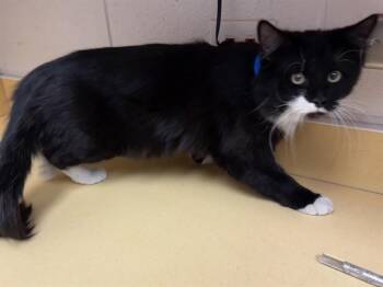 Domestic Short Hair Cats Available for Adoption in Colorado Springs, Colorado - MITTENS | PetCurious