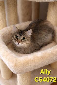 Domestic Short Hair Cats Available for Adoption in Clarksville, Tennessee - Ally | PetCurious