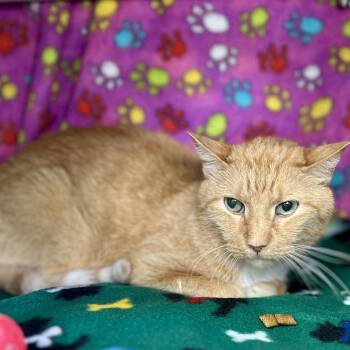 Munch -  Domestic Short Hair Cat for Adoption in Austin, Texas - Munch | PetCurious