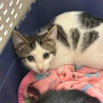 Rockslide -  Domestic Short Hair Cat for Adoption in Spring Hill, Kansas - Rockslide | PetCurious