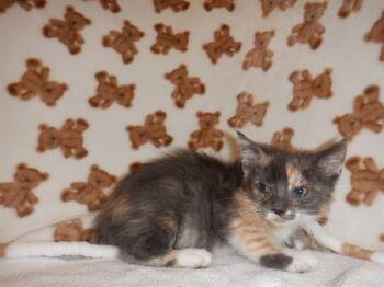 TINA -  Domestic Short Hair Cat for Adoption in San Jose, California - TINA | PetCurious