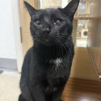 Rescue Domestic Short Hair Cats for Adoption in Bonsall, California - Genevieve 4356 | PetCurious