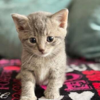 Chip -  Domestic Short Hair Cat Available for Adoption in La Grange, Kentucky - Chip | PetCurious