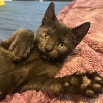 Moe -  Domestic Short Hair Cat for Adoption in Liverpool, Texas - Moe | PetCurious