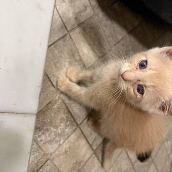 Crumb -  Domestic Short Hair Cat for Adoption in Mastic, New York - Crumb | PetCurious