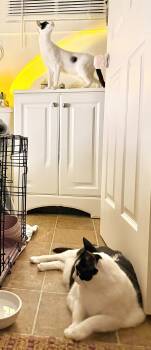 DOLMA & GRAPE LEAF - Offered by Owner - Sisters - -  Domestic Short Hair Cat for Adoption in Hillsboro, Oregon - DOLMA & GRAPE LEAF - Offered By Owner - Sisters - | PetCurious