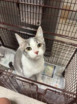 26-1035C -  Domestic Short Hair Cat for Adoption in Sorrento, Louisiana - 26-1035C | PetCurious