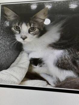 Manta Ray -  Domestic Short Hair Cat for Adoption in Daytona Beach, Florida - Manta Ray | PetCurious