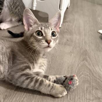 Toffee -  Domestic Short Hair Cat for Adoption in Los Angeles, California - Toffee | PetCurious