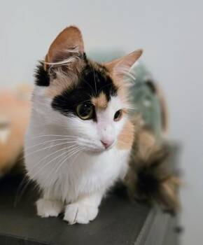 Idora -  Domestic Medium Hair Cat for Adoption in Vallejo, California - Idora | PetCurious