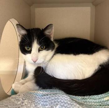 Domestic Short Hair Cats Available for Adoption - Betty | PetCurious