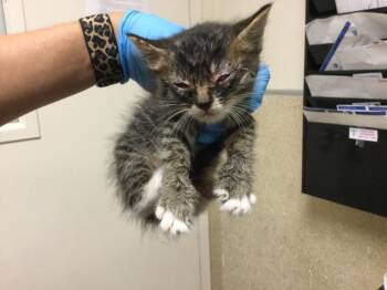A1931893 -  Domestic Short Hair Cat for Adoption in Riverside, California - A1931893 | PetCurious