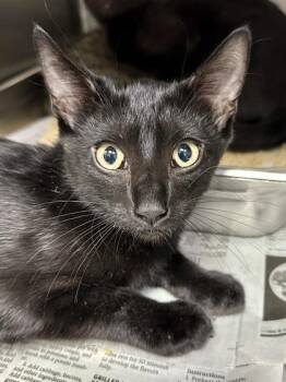 Joe Bob -  Domestic Short Hair Cat for Adoption in Wichita, Kansas - Joe Bob | PetCurious
