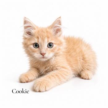 Cookie -  Domestic Medium Hair Cat for Adoption in Stevensville, Michigan - Cookie | PetCurious