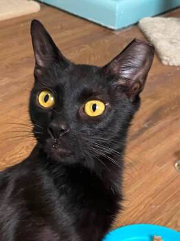 Bat -  Domestic Short Hair Cat for Adoption in Ontario, New York - Bat | PetCurious