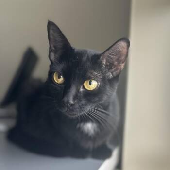 Domestic Short Hair Cats Available for Adoption in Fairfax Station, Virginia - Scout | PetCurious