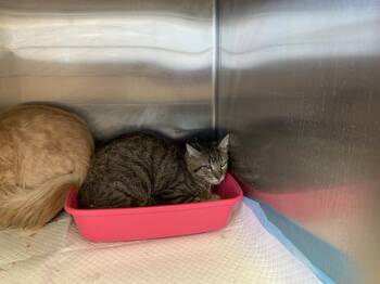 BARNACLES -  Domestic Short Hair Cat for Adoption in Thousand Palms, California - BARNACLES | PetCurious