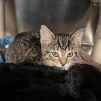Domestic Short Hair Cats Available for Adoption in Mentor, Ohio - Nightshade | PetCurious