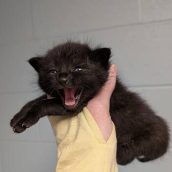 A. J. -  Domestic Short Hair Cat for Adoption in Dekalb, Illinois - A. J. | PetCurious