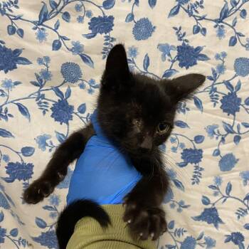 A612415 -  Domestic Short Hair Cat for Adoption in Modesto, California - A612415 | PetCurious