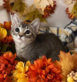 Rescue Domestic Short Hair Cats for Adoption in Stillwater, Oklahoma - 7/18/25 - Olympus | PetCurious