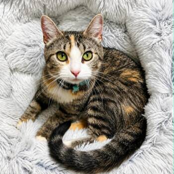 Arrow -  Domestic Short Hair Cat for Adoption in Newport, Kentucky - Arrow | PetCurious