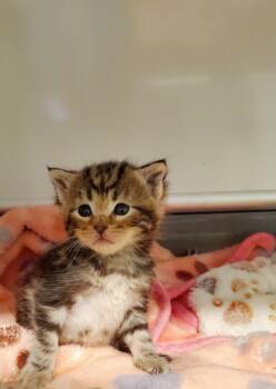 Hicks -  Domestic Medium Hair Cat Available for Adoption in Grants Pass, Oregon - Hicks | PetCurious