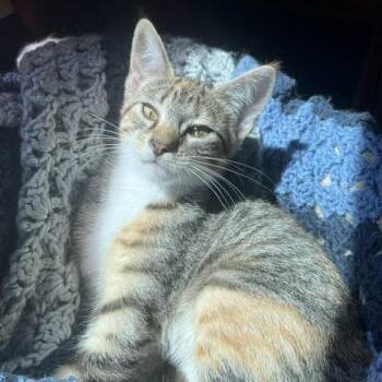Doc -  Domestic Short Hair Cat for Adoption in South Elgin, Illinois - Doc | PetCurious