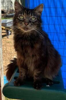 Rescue Domestic Long Hair Cats for Adoption in Troy, Alabama - Fluffs | PetCurious
