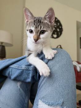 Domestic Short Hair Cats Available for Adoption in Homestead, Florida - Bingo Baby | PetCurious