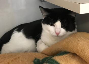 Domestic Short Hair Cats Available for Adoption - Tenneyson | PetCurious