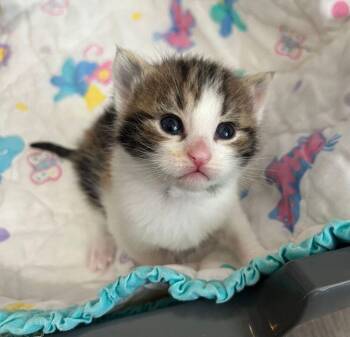 Harmony -  Calico Cat for Adoption in Mcpherson, Kansas - Harmony | PetCurious