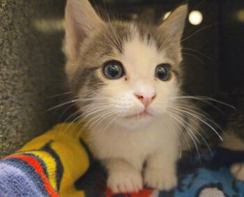 CHLOE -  Domestic Short Hair Cat for Adoption in Tustin, California - CHLOE | PetCurious