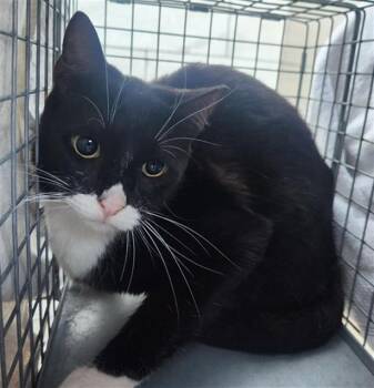 Domestic Short Hair Cats Available for Adoption in Fort Lauderdale, Florida - A2475076 | PetCurious