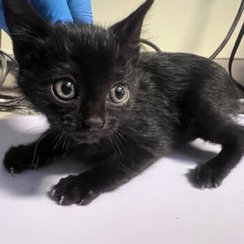 Ms. Jinx -  Domestic Short Hair Cat for Adoption in Port Townsend, Washington - Ms. Jinx | PetCurious