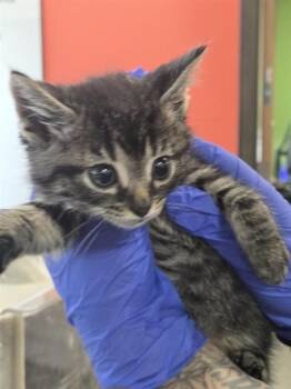 HUMMUS -  Domestic Short Hair Cat for Adoption in Louisville, Kentucky - HUMMUS | PetCurious