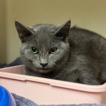 Rescue Domestic Short Hair Cats for Adoption in Auburn, Alabama - Impala | PetCurious