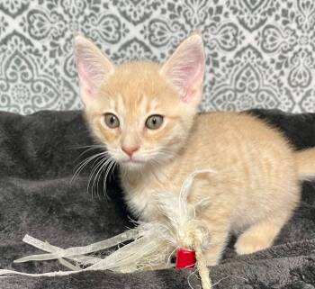 Rescue Domestic Short Hair Cats for Adoption in Newnan, Georgia - Noodle | PetCurious