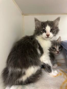 Mr. Bean (Burhl Chase) -  Domestic Long Hair Cat for Adoption in Johnson City, Tennessee - Mr. Bean (Burhl Chase) | PetCurious