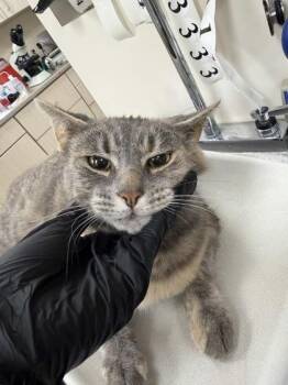 Mor -  Domestic Short Hair Cat for Adoption in Westland, Michigan - Mor | PetCurious