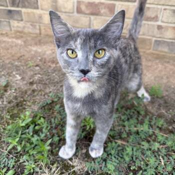 Riley -  Domestic Short Hair Cat for Adoption in Fayetteville, Arkansas - Riley | PetCurious