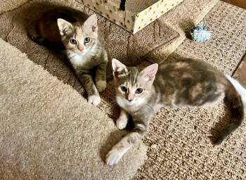 Rescue Domestic Short Hair Cats for Adoption in De Pere, Wisconsin - Birdie & Peaches | PetCurious